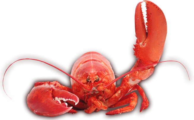 Lobster PNG Image Transparent PNG Arts