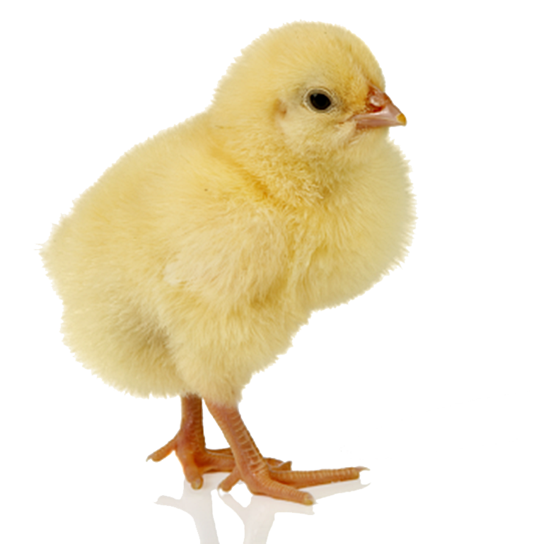 Free Baby Chicks Png Download Free Baby Chicks Png Png Images Free ...