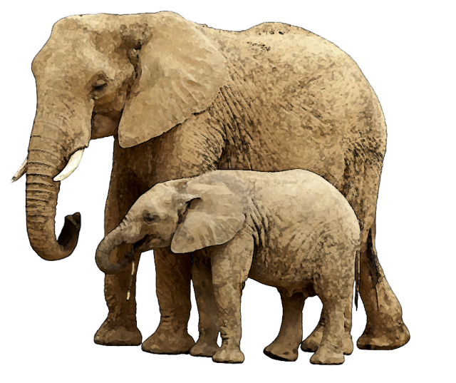 Baby Elephant PNG Image with Transparent Background | PNG Arts