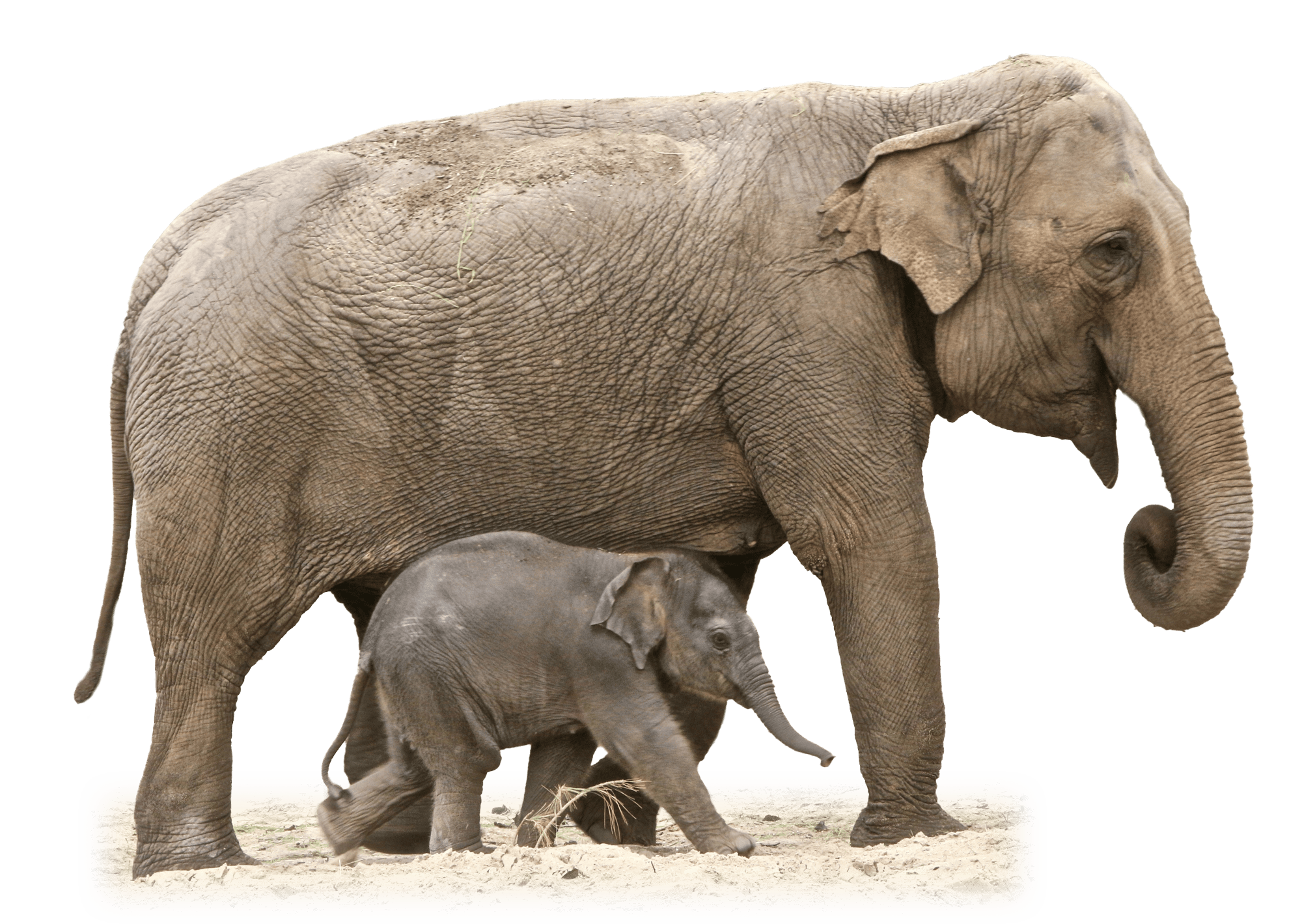 Elephant Png Images - That you can download to your computer and use in ...