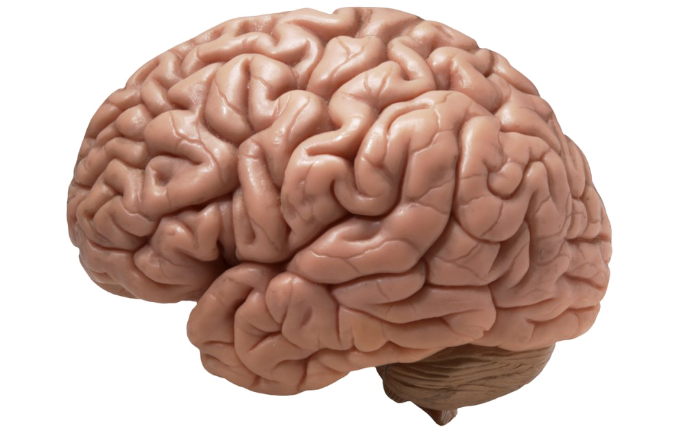 Brain PNG Download Image