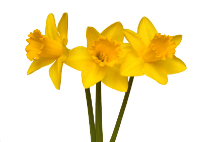 Daffodil bloem Gratis PNG-Afbeelding
