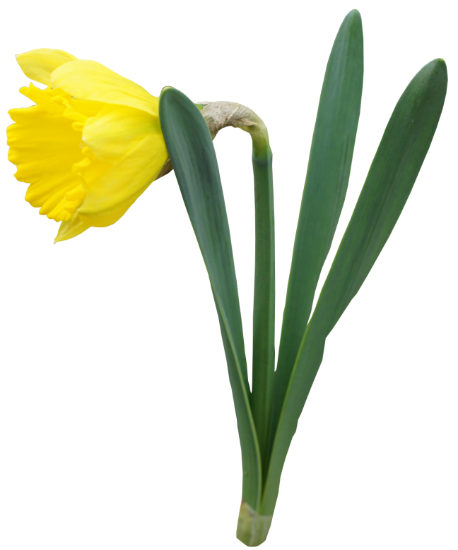 Narcis bloem PNG Download Afbeelding