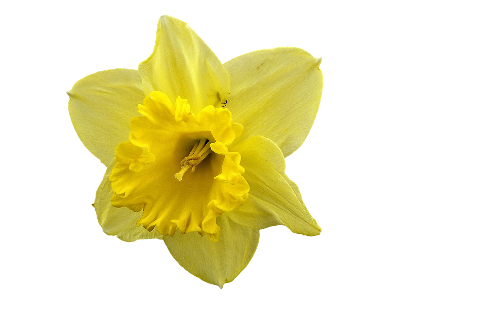 Narcis bloem PNG Gratis Download