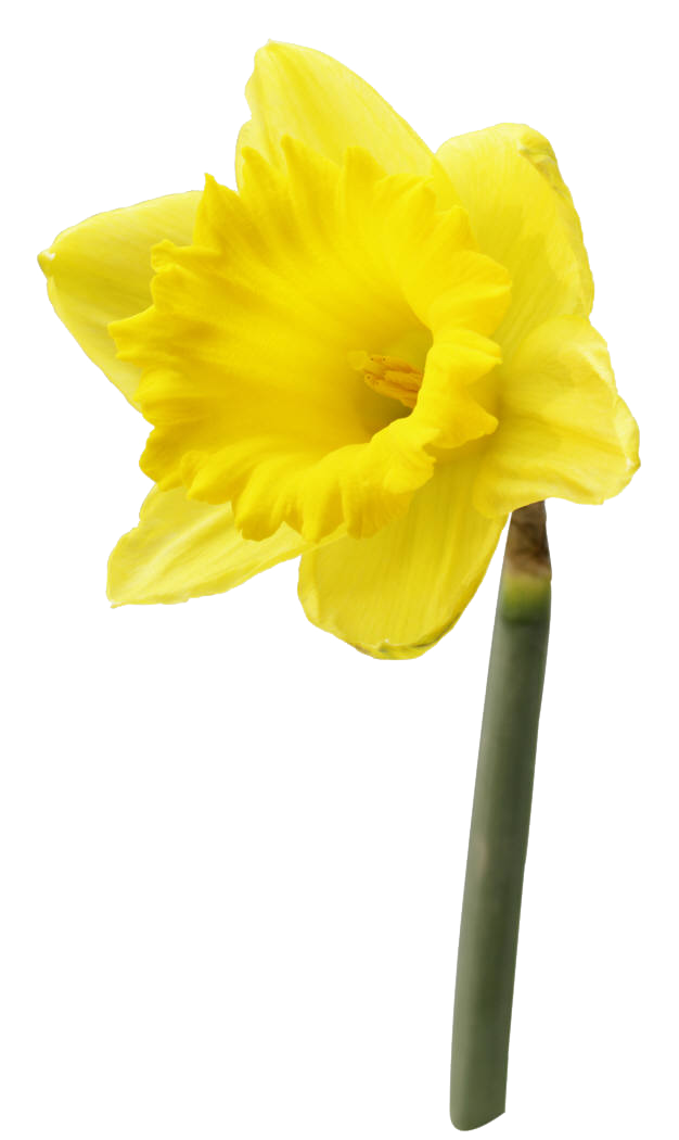 Gele narcis bloem PNG hoogwaardige Afbeelding