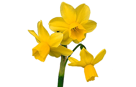 Gele narcis bloem PNG Beeld achtergrond
