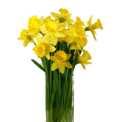 Daffodil bloem PNG Foto