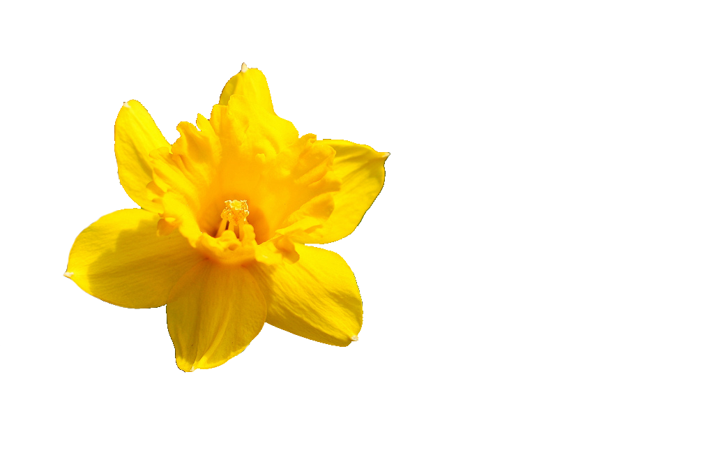 Daffodil Bloem PNG Pic