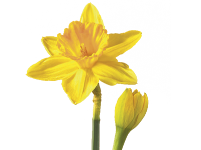 Gele narcis bloem PNG Transparant Beeld