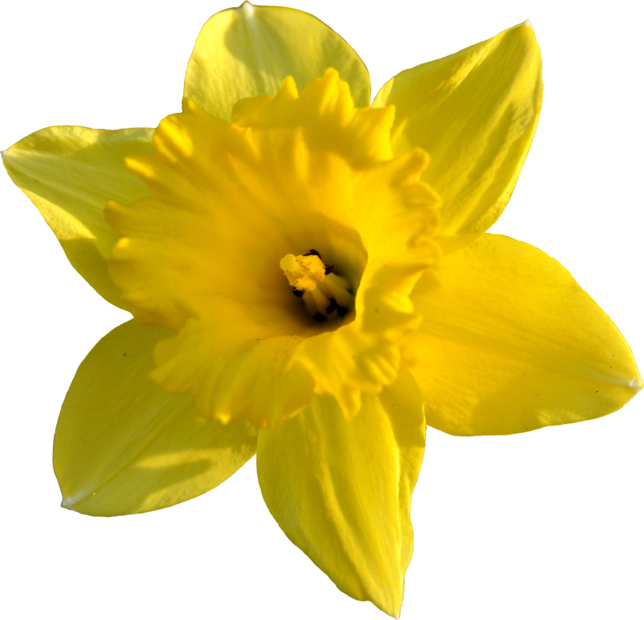 Gele narcis bloem Transparant Beeld