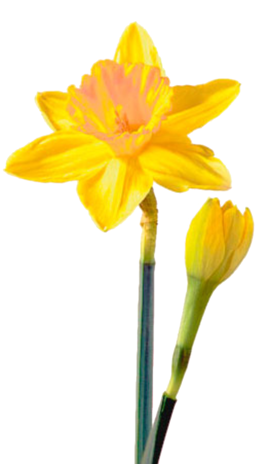 Daffodil PNG-Afbeelding