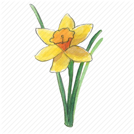 Daffodil PNG Transparant Beeld