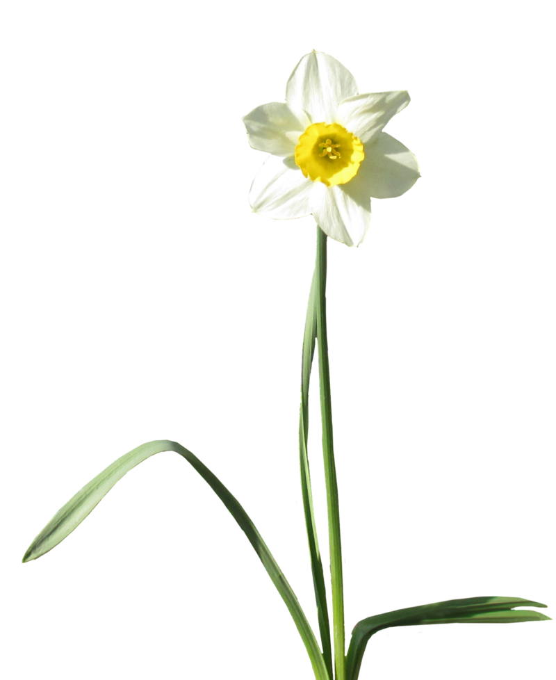 Daffodil Transparante achtergrond PNG