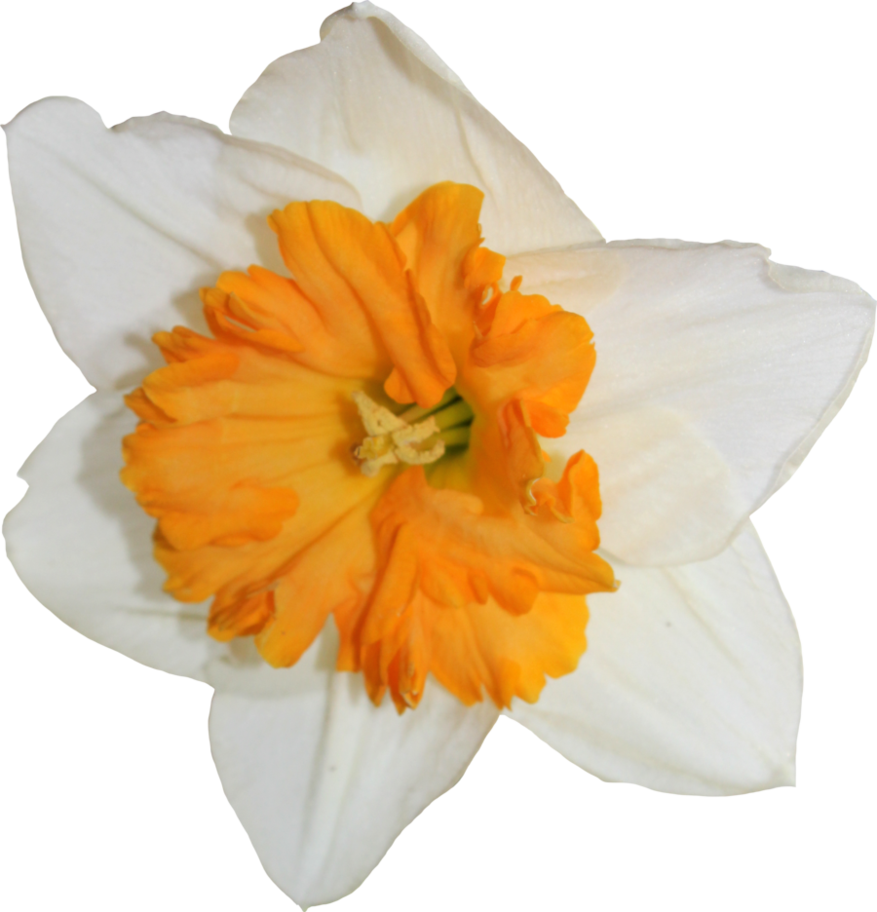 Daffodil Transparent Image