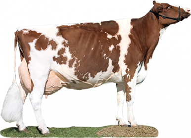 Dairy Cow Transparent Images