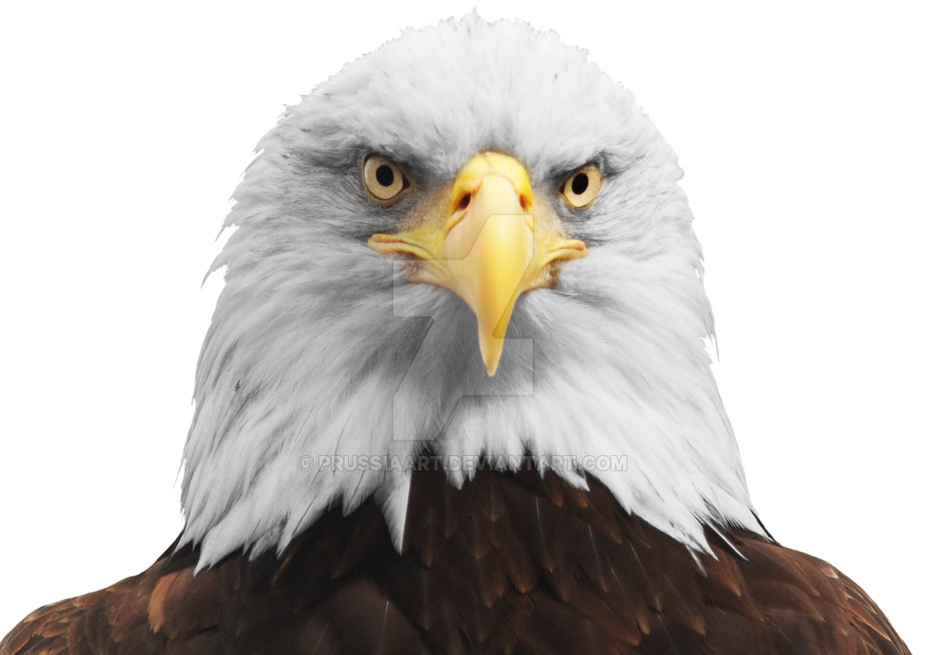 Eagle Head PNG Background Image