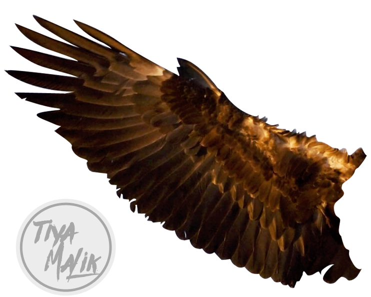 Eagle Wings ภาพโปร่งใส