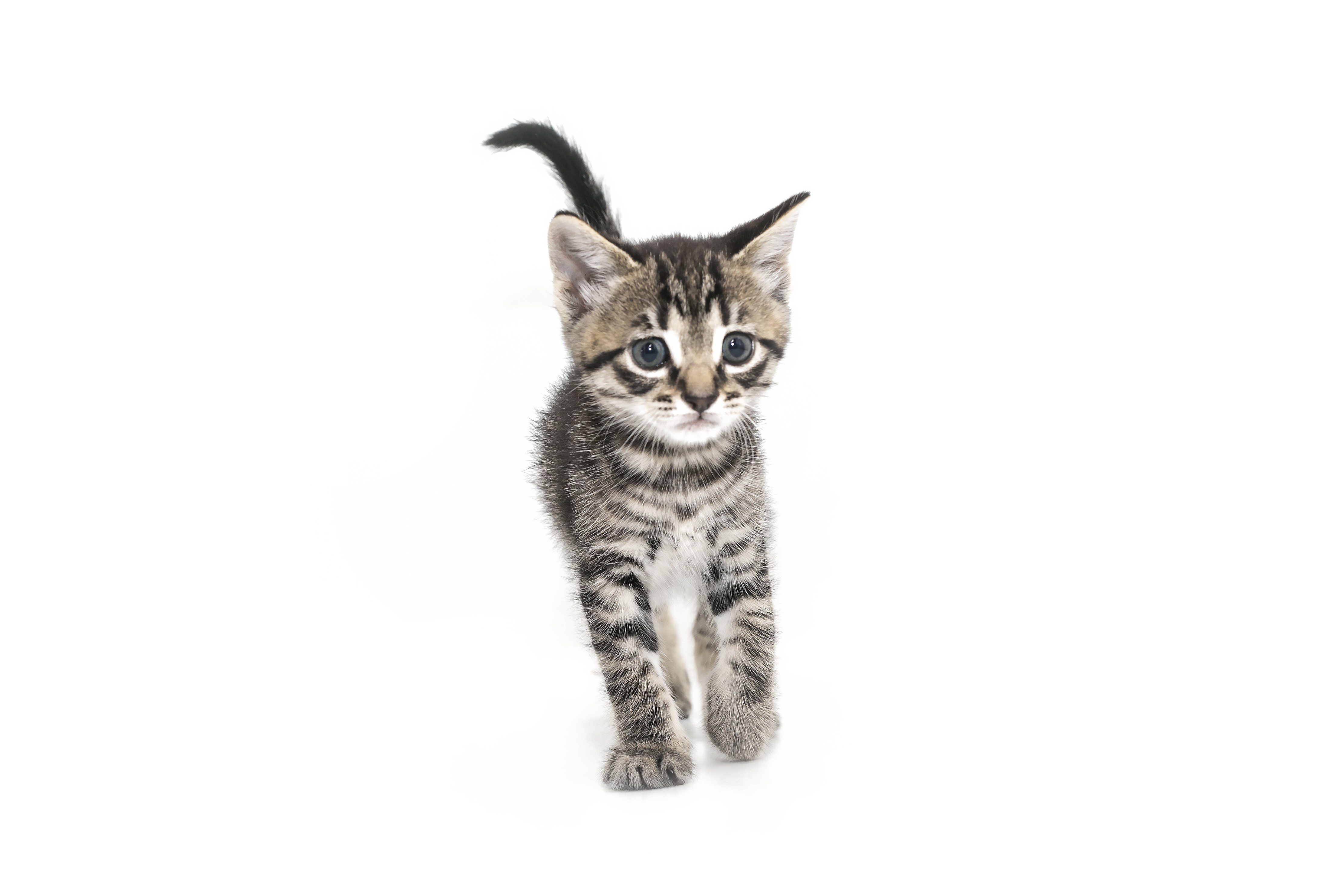 Kitten PNG Gambar berkualitas tinggi