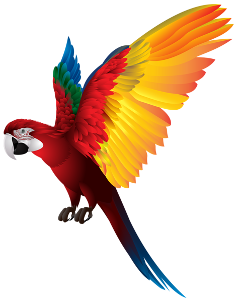 Macaw Face Free PNG-Bild