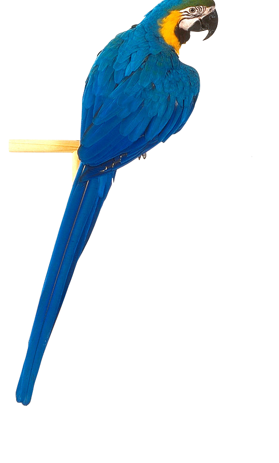 Macaw face PNG kostenlos Herunterladen