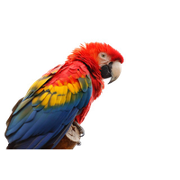 Macaw Gesicht PNG Transparentes Bild