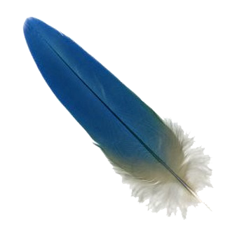 Macaw Feder PNG Herunterladen Bild Herunterladen
