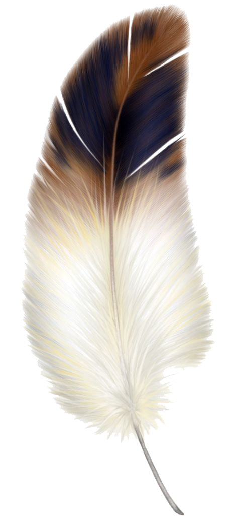 Macaw feather PNG Transparentes Bild