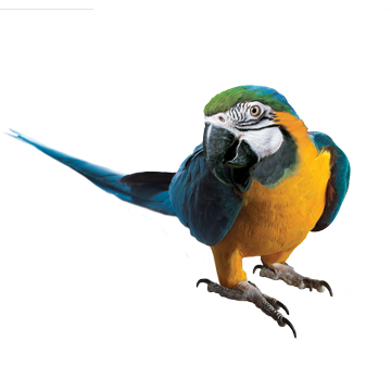 Macaw free PNG bild