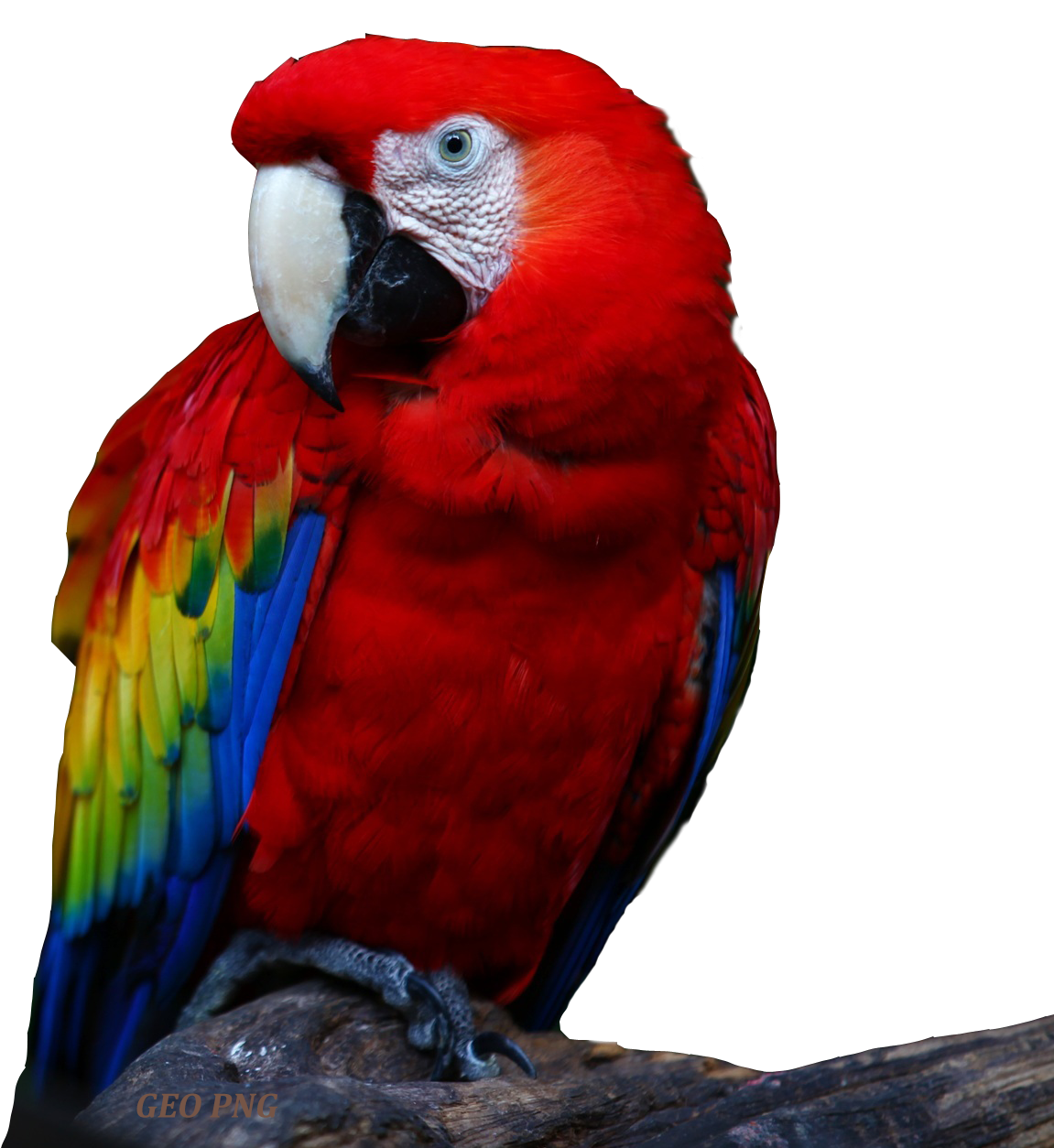 รูปภาพดาวน์โหลด Macaw PNG