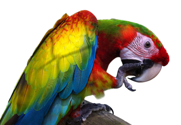 Macaw PNG Image ด้วยพื้นหลังโปร่งใส