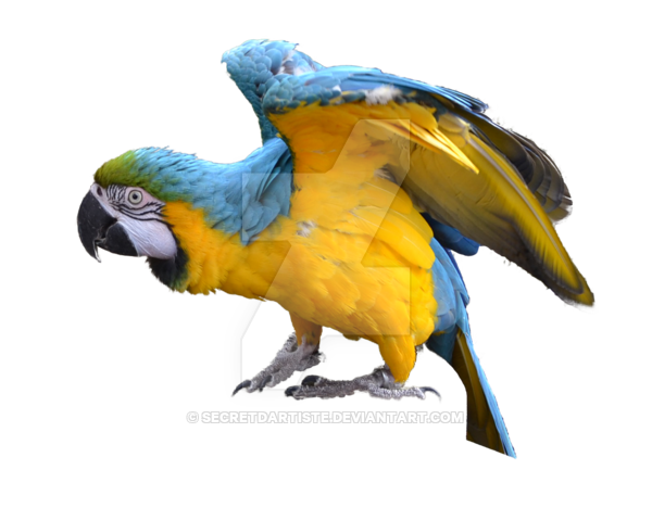 Macaw PNG-Bild
