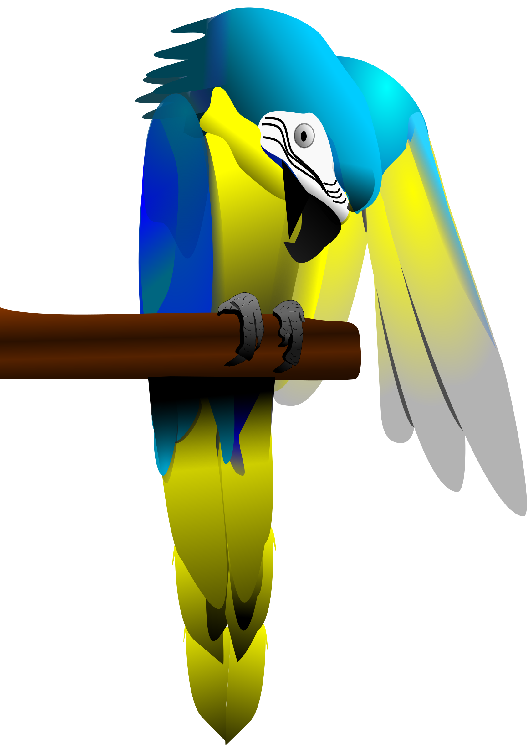 Macaw PNG photo