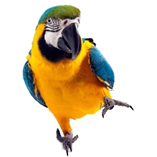 Macaw Papagei PNG-Bildhintergrund