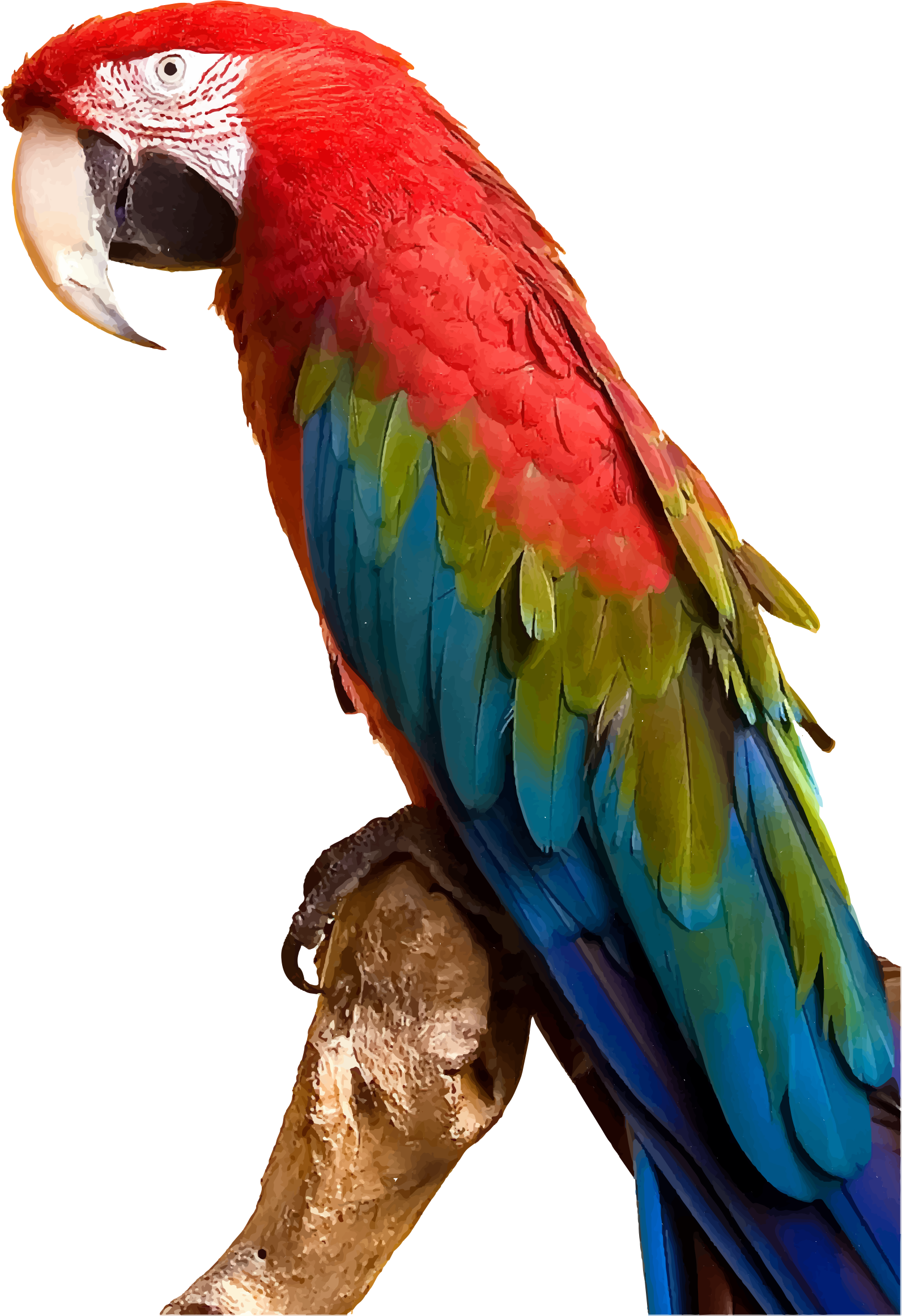 Macaw Parrot PNG Foto