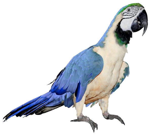 Macaw Parrot PNG ภาพโปร่งใส
