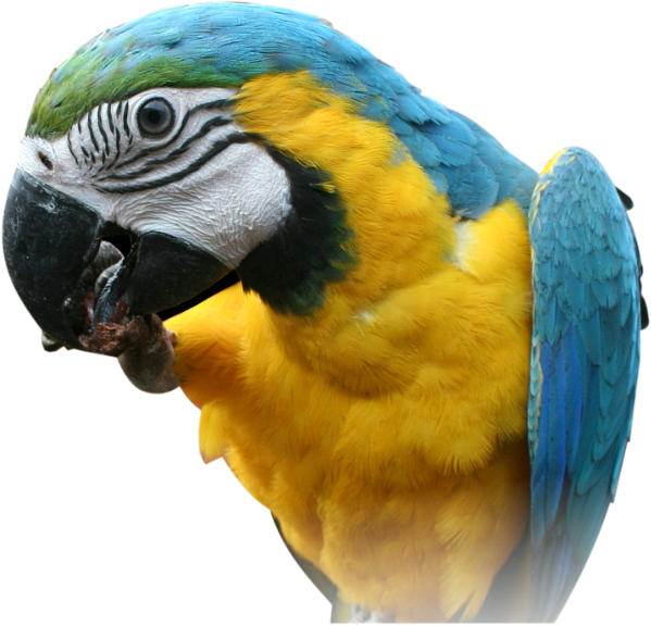 Transparente Bilder von Macaw Parrot