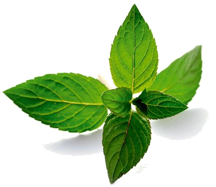 Imagem de download de Peppermint PNG