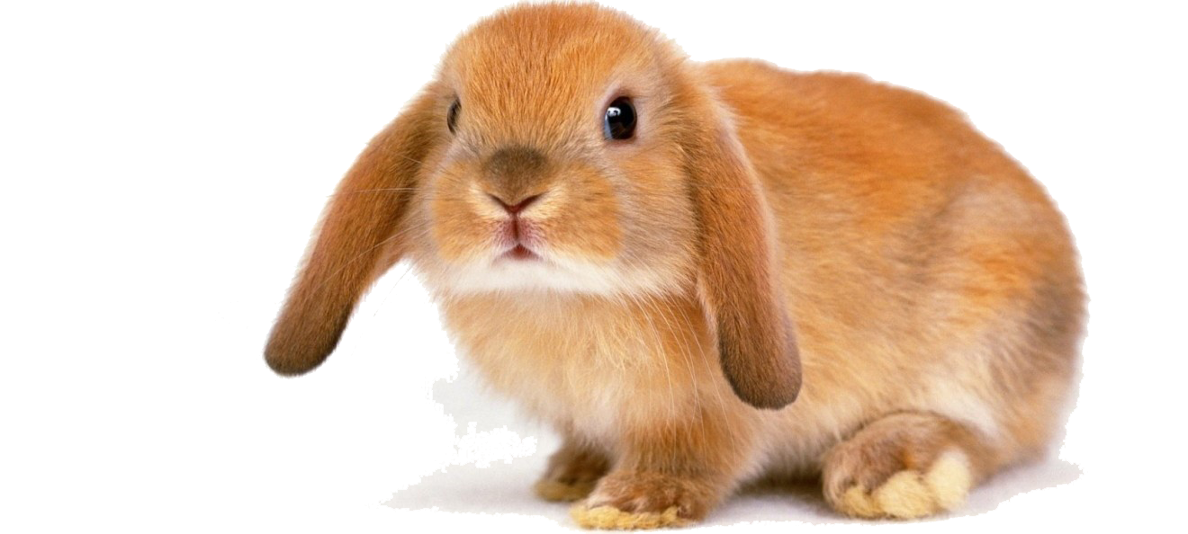 Rabbit Bunny Transparent Image