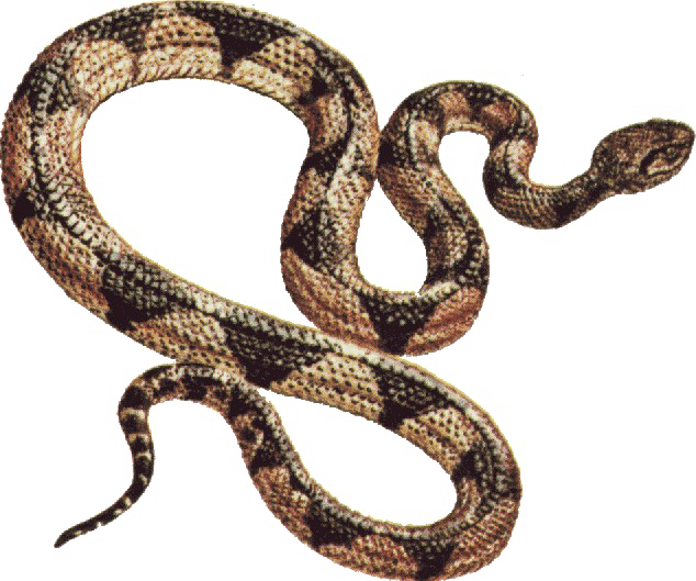 Snake PNG скачать бесплатно