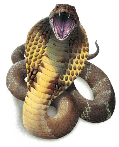 Змея PNG Высококачественное изображение