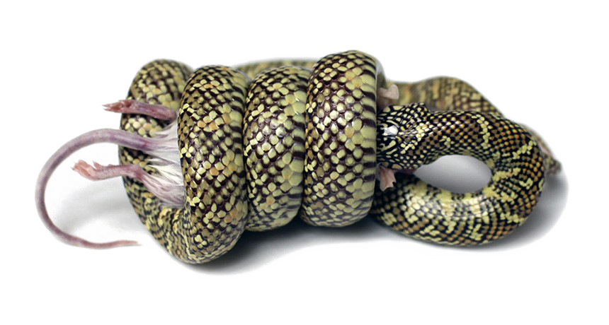 Змея PNG изображения фон
