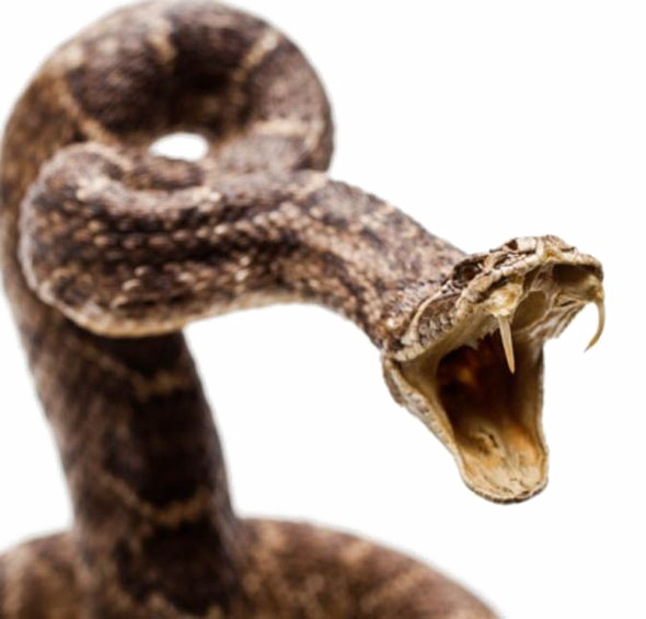 Змея PNG Photo