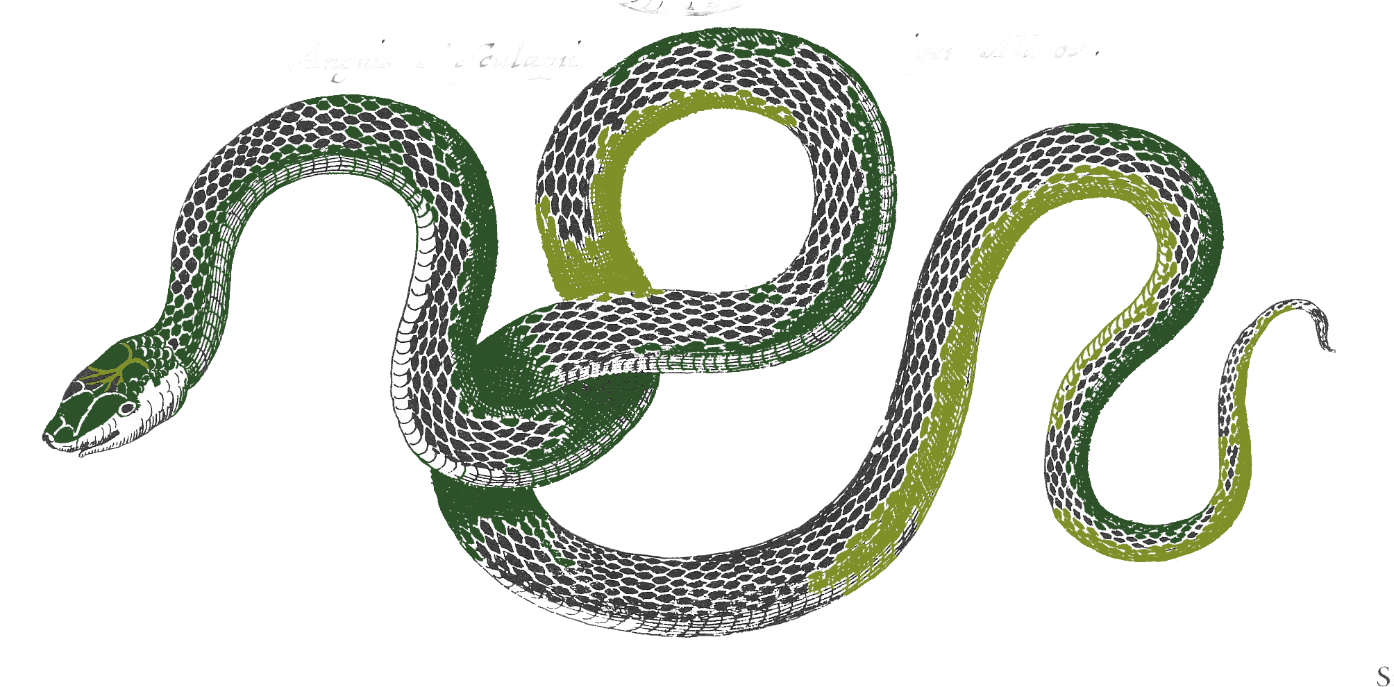 Змея PNG Pic