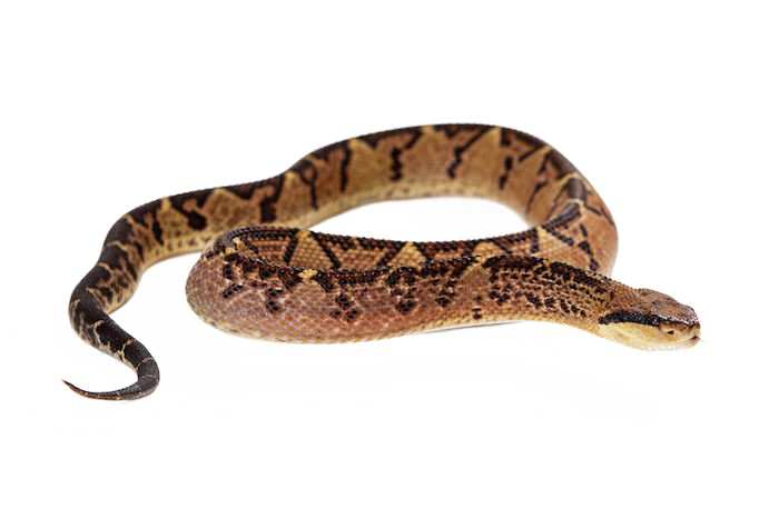 Змея PNG картина