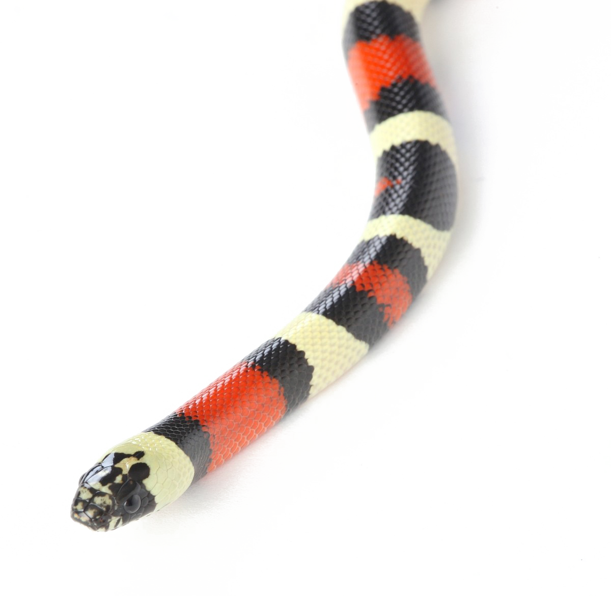 Змея PNG Прозрачное изображение