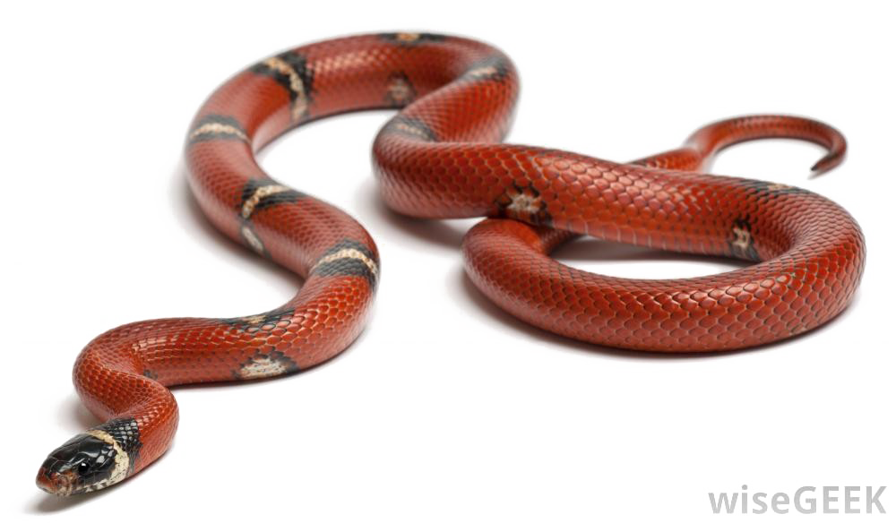 Змея прозрачный фон PNG