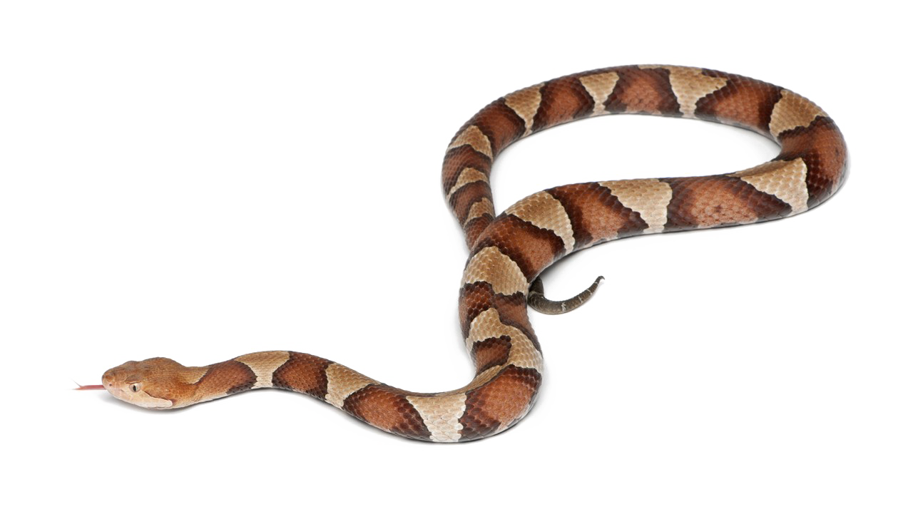 Змея прозрачное изображение