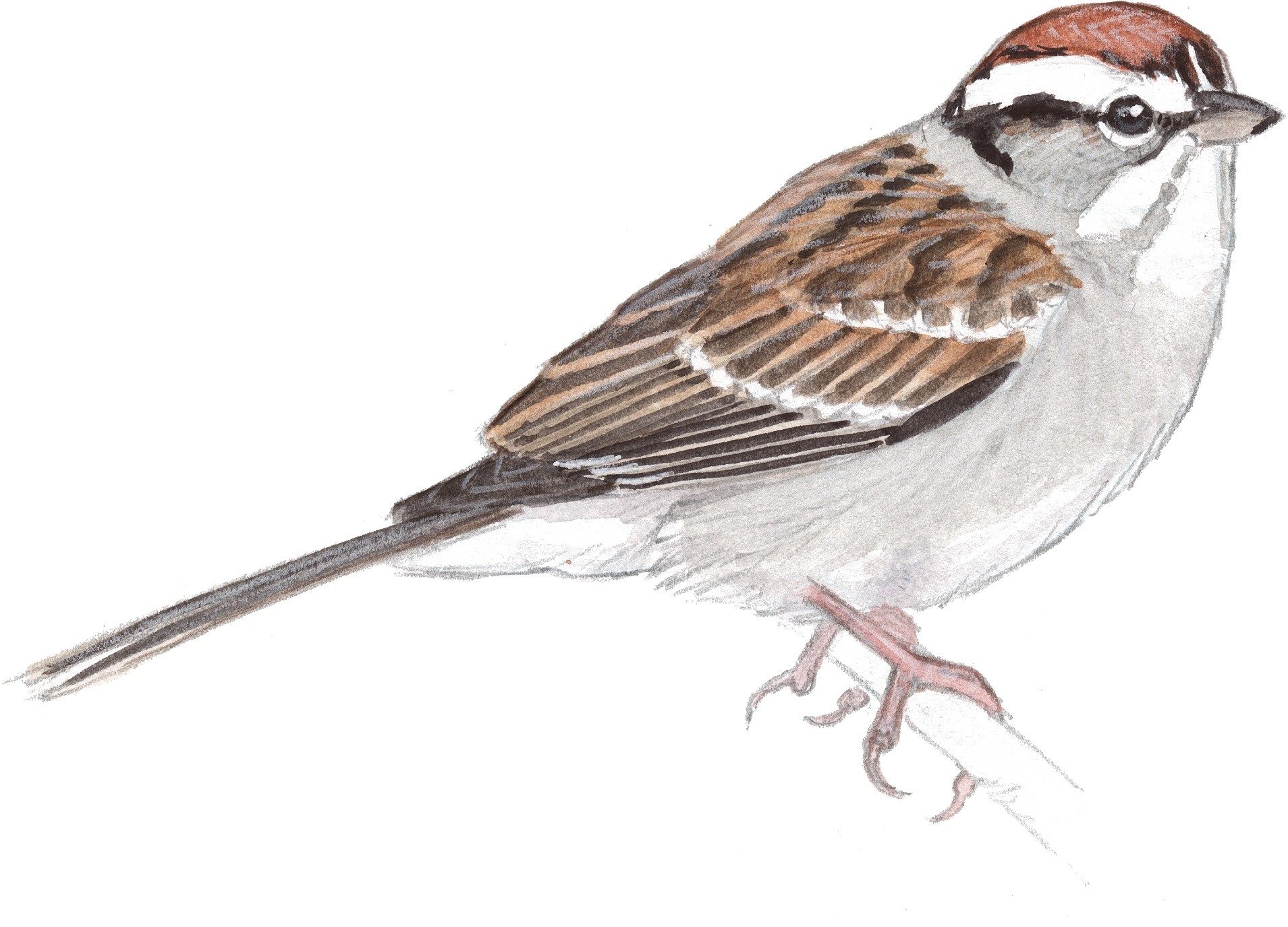 [Image: Sparrow-PNG-Transparent-Image.png]