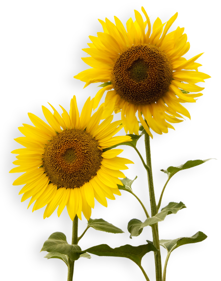 Sunflower PNG Picture