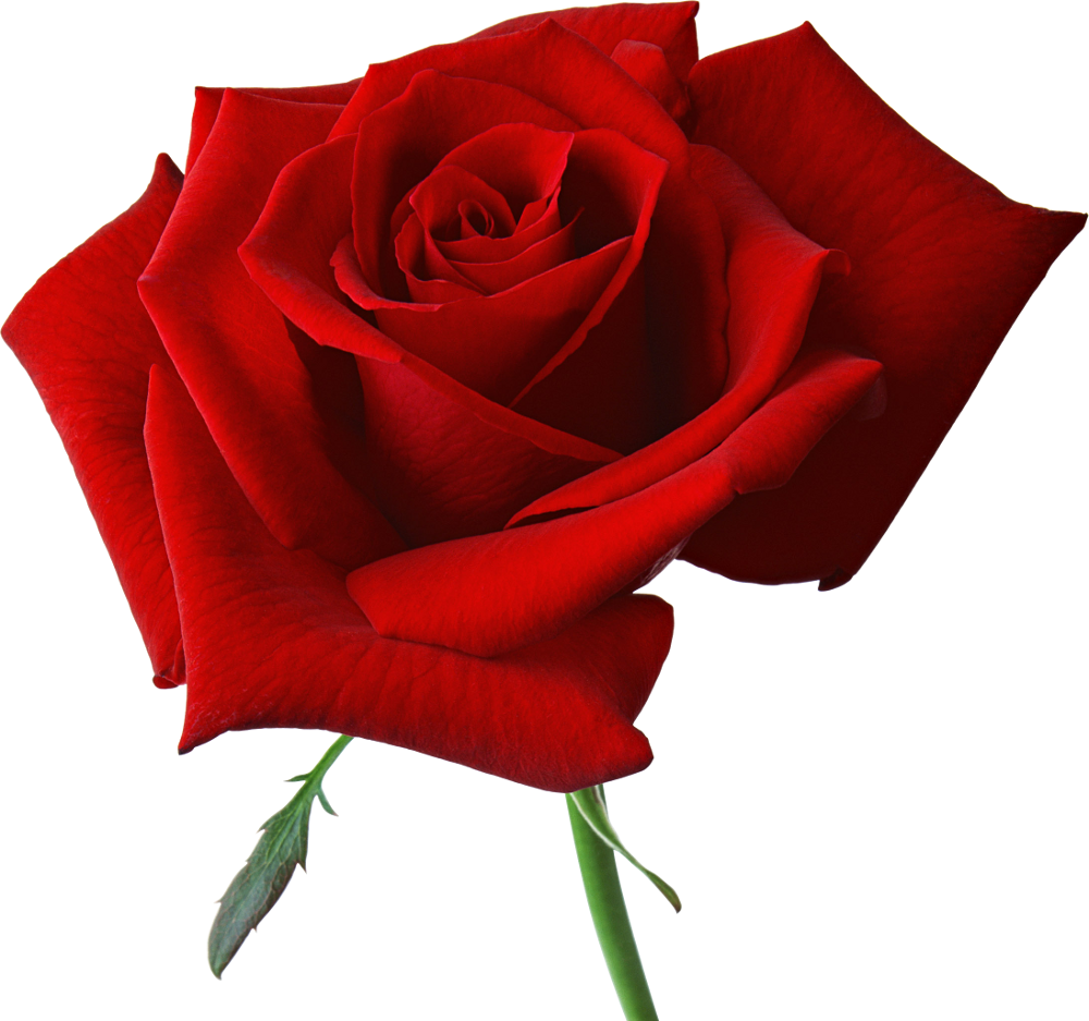 Saint Valentin Roses PNG Image de haute qualité